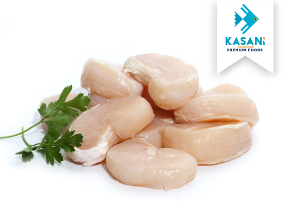 Concha de Pala Mediana