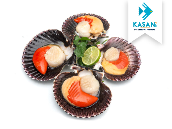 Conchas de Abanico Grande con Coral Cong.