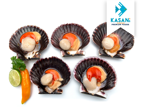 Conchas de Abanico Medianas con Coral Cong.